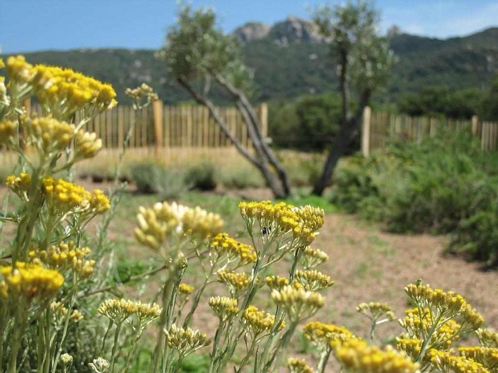 Clos Simoni Figari  Exterior foto